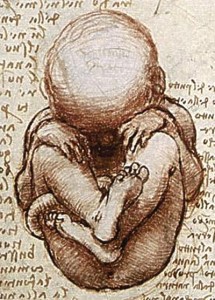 Foetus Da Vinci